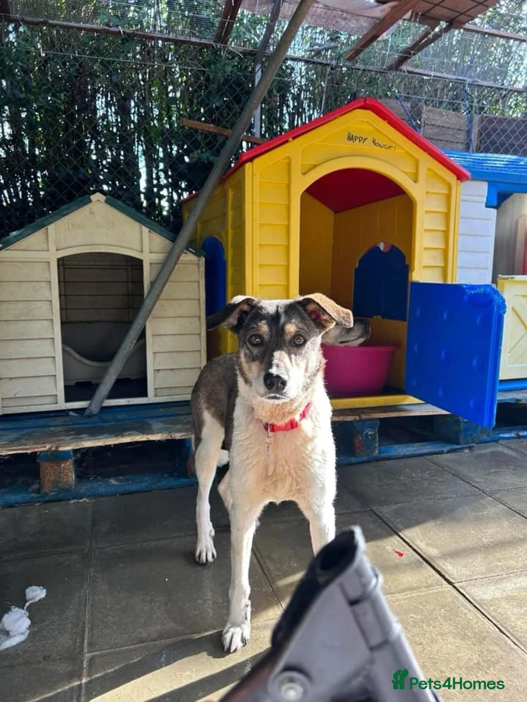 Mixed Breed dogs for adoption: Benjamin - Norwich Norfolk  in Norwich - Advert 7