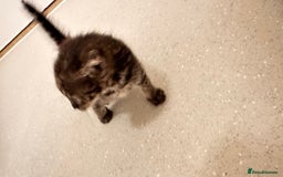 Savannah cats for sale: Stunning F3 Savannahs - Image 23
