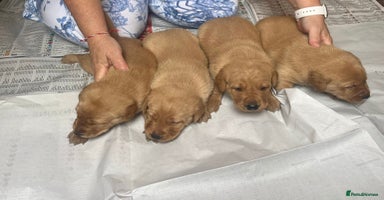 Labrador Retriever dogs - Advert 16