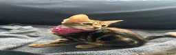 Bengal cats for sale: Bengal girl  - Advert 1
