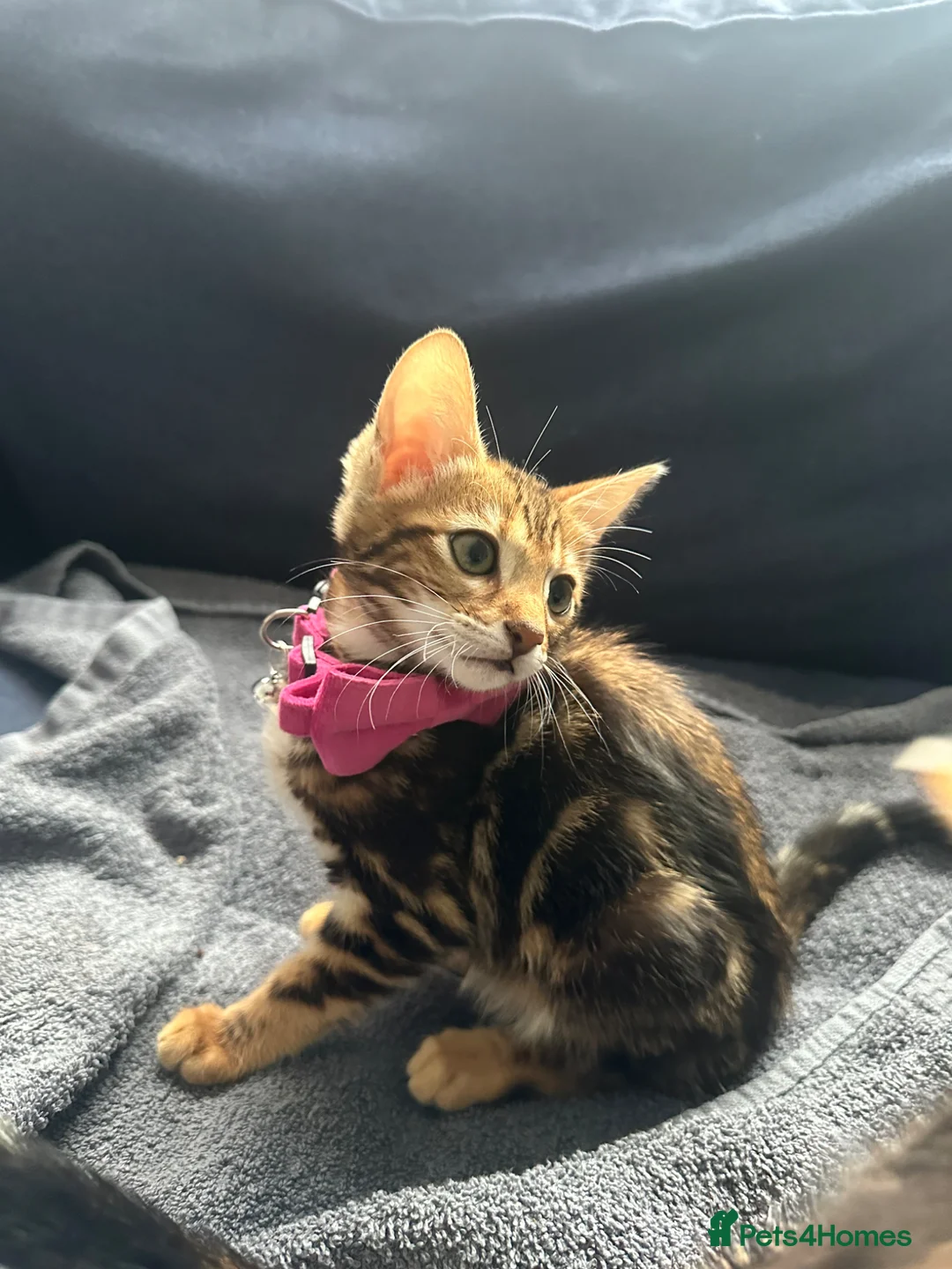Bengal cats for sale: Bengal girl  - Advert 1