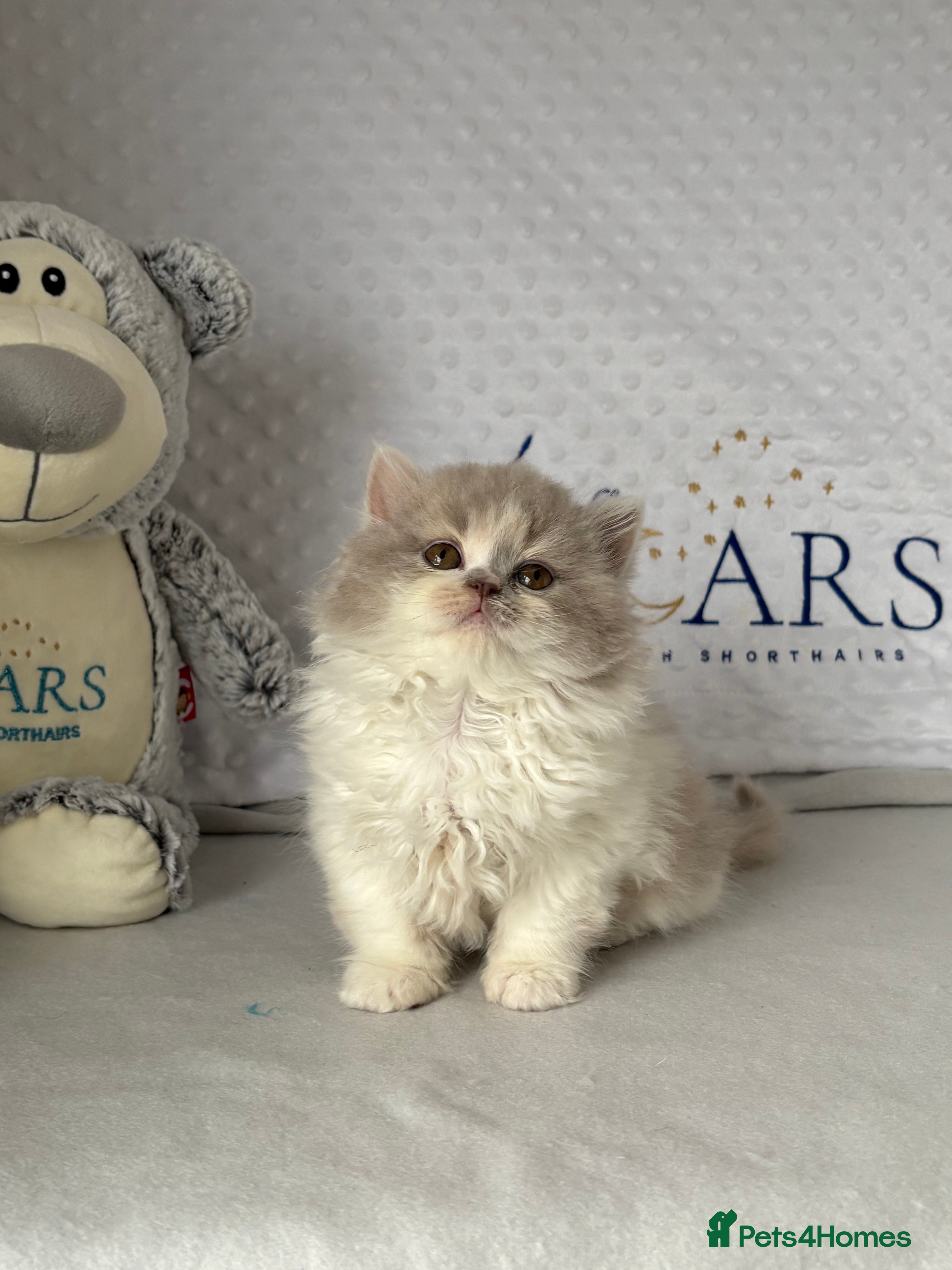 British Longhair cats Gccf registered Beautiful lilac tortie and white  - Advert 6