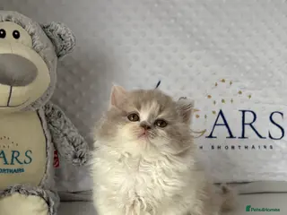 British Longhair cats Gccf registered Beautiful lilac tortie and white - Advert 6