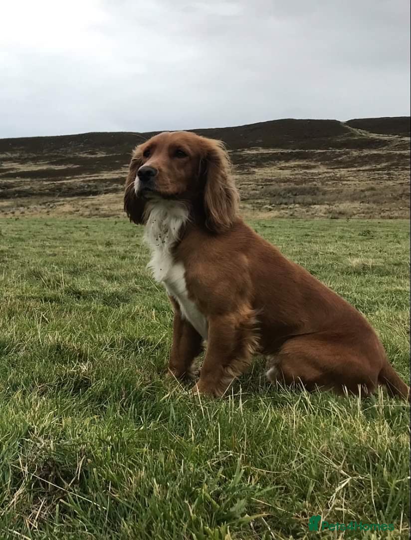 Cocker Spaniel dogs for sale: Gorgeous KC Cocker Spaniels - Advert 3