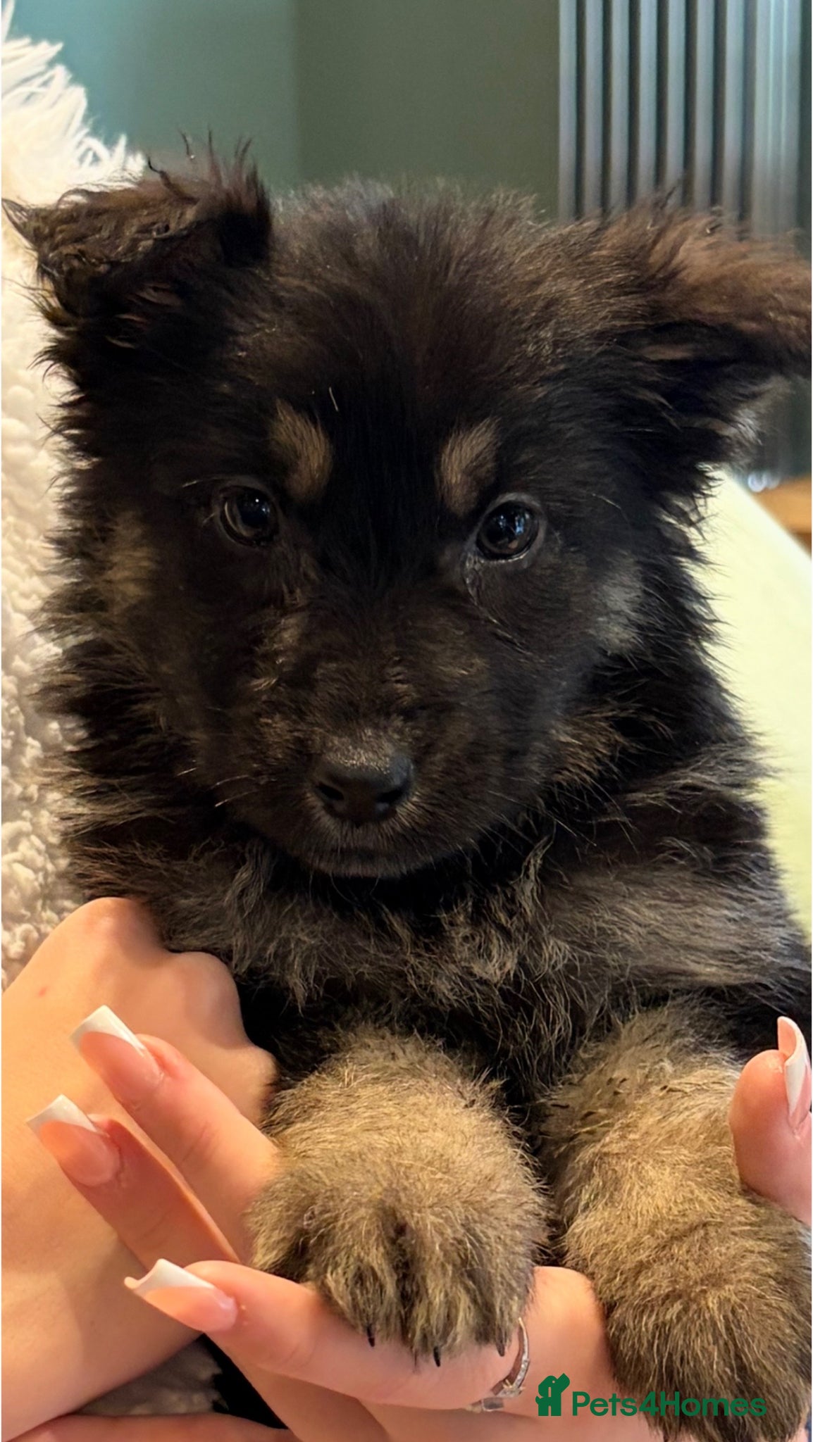 German Shepherd dogs German Shepherd puppy  - Advert 5