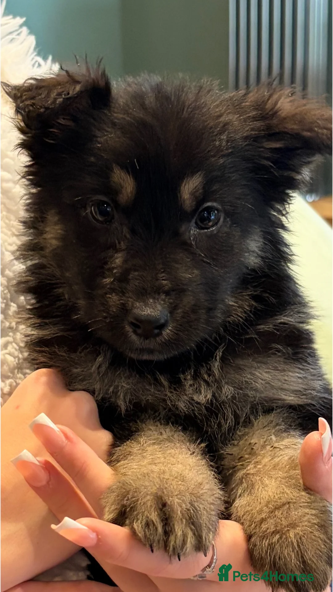 German Shepherd dogs for sale: German Shepherd puppy  - Advert 1