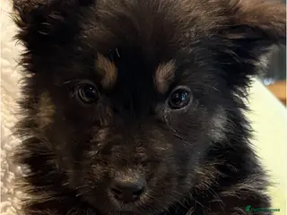 German Shepherd dogs German Shepherd puppy - Advert 1