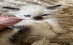 Ragdoll cats for sale: Ragdoll Boys - Image 4
