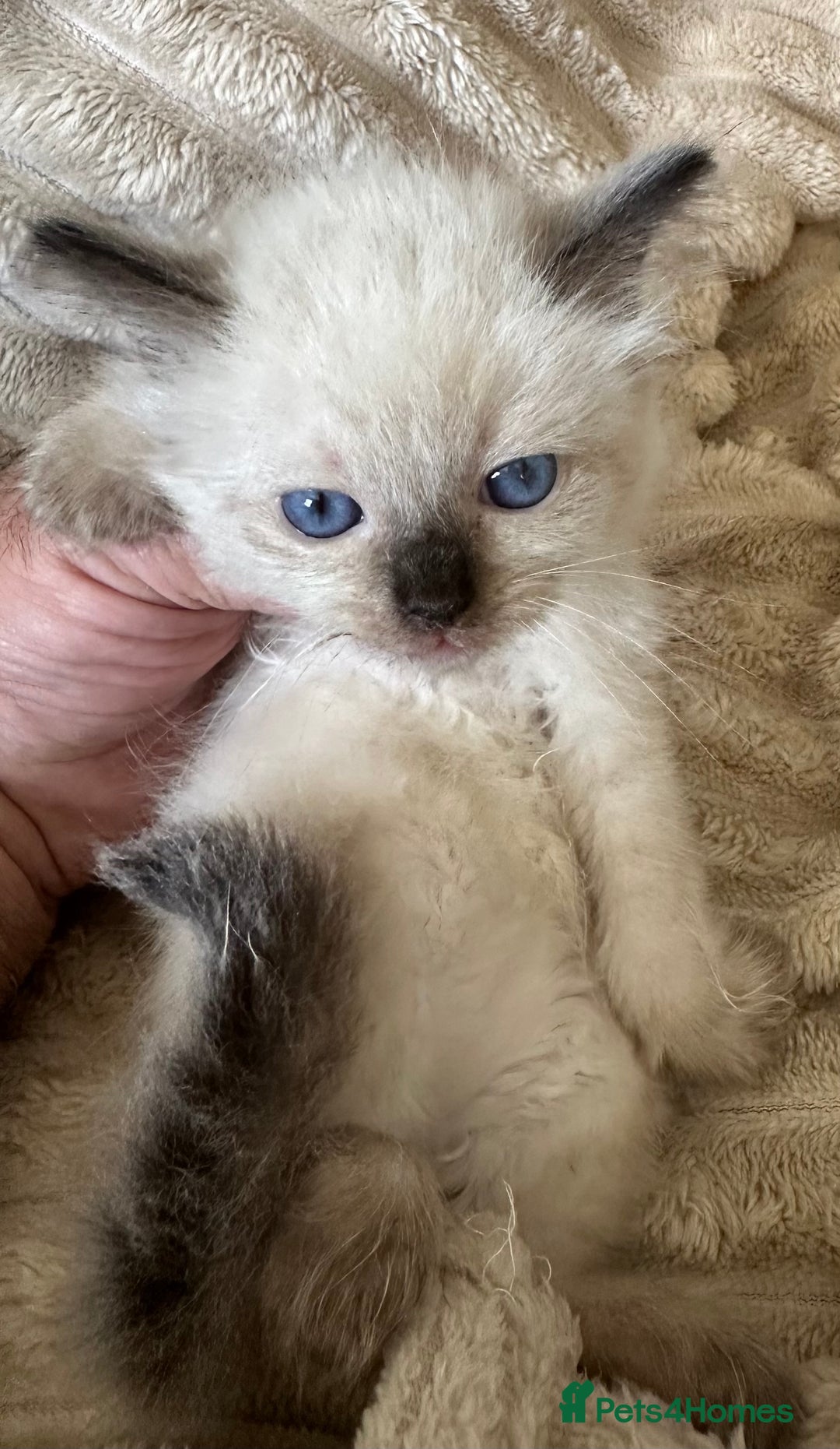 Ragdoll cats for sale: Ragdoll Boys - Image 4