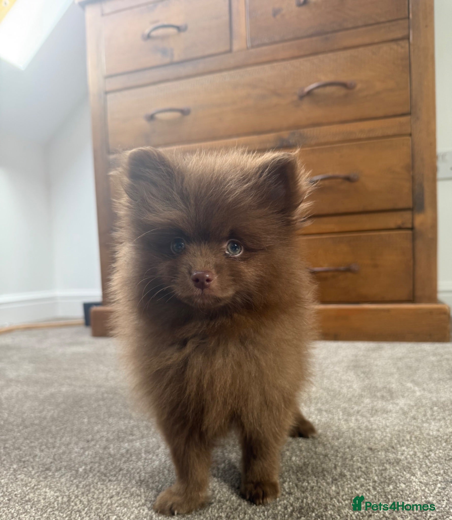 Pomeranian dogs Tiny Russian Pomeranian Puppies  - Advert 5