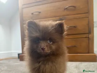 Pomeranian dogs Tiny Russian Pomeranian Puppies - Advert 5