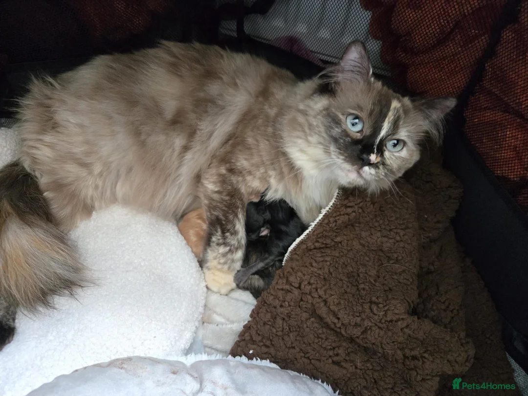 Mixed Breed cats for sale: Highland Dollies  - Advert 1