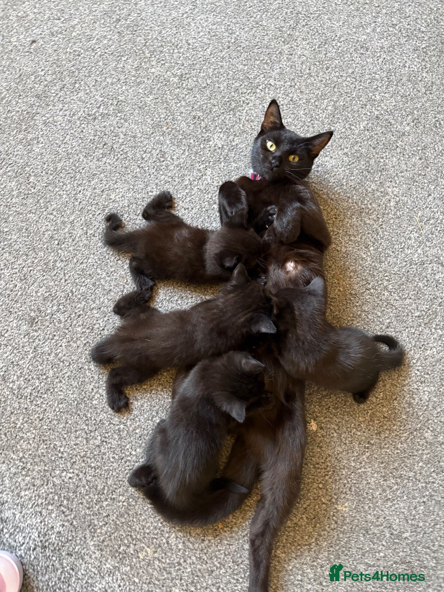 Mixed Breed cats 3 female kittens  - Advert 7