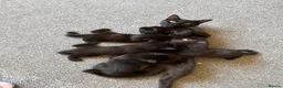 Mixed Breed cats for sale: 3 female kittens  in Coalville - Advert 1