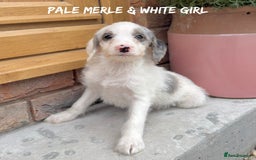 Mixed Breed dogs for sale: 🤎 BABY POOGLES (beagleXminiature poodle)🤎 in Rhayader - Image 21