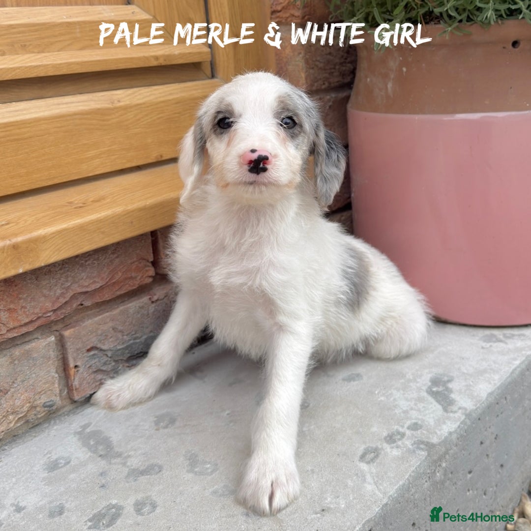 Mixed Breed dogs for sale: 🤎 BABY POOGLES (beagleXminiature poodle)🤎 in Rhayader - Image 21