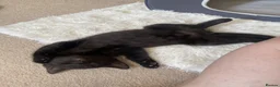 British Longhair cats for sale: Beautiful kittens in need forever homes❤️ - Advert 17
