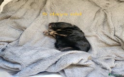 German Shepherd dogs for sale: Beautiful German Shepherd male 9 months - Image 6
