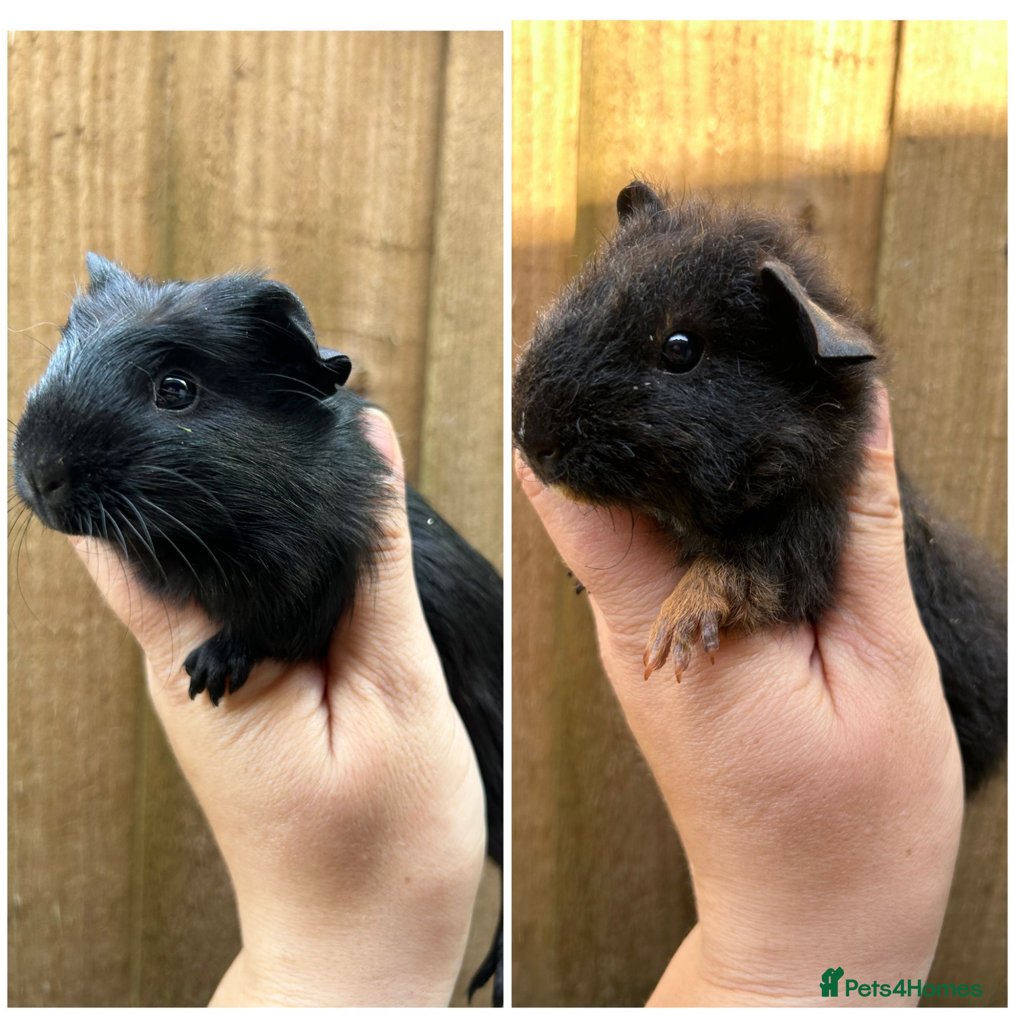 Guinea Pig rodents Beautiful Baby Female Guineapigs  - Advert 2