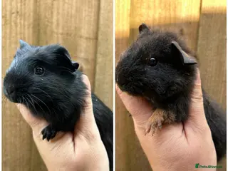 Guinea Pig rodents Beautiful Baby Female Guineapigs - Advert 2