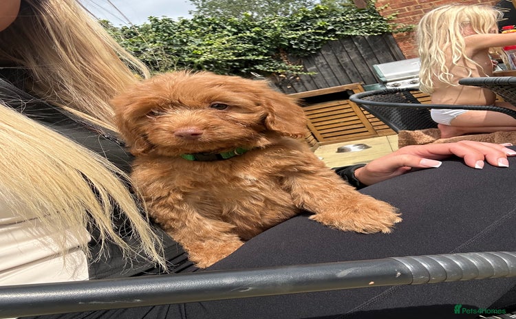 Cockapoo dogs - Advert 6