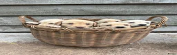 Labrador Retriever dogs for sale: Yellow lab pups  in Bishops Castle - Advert 1