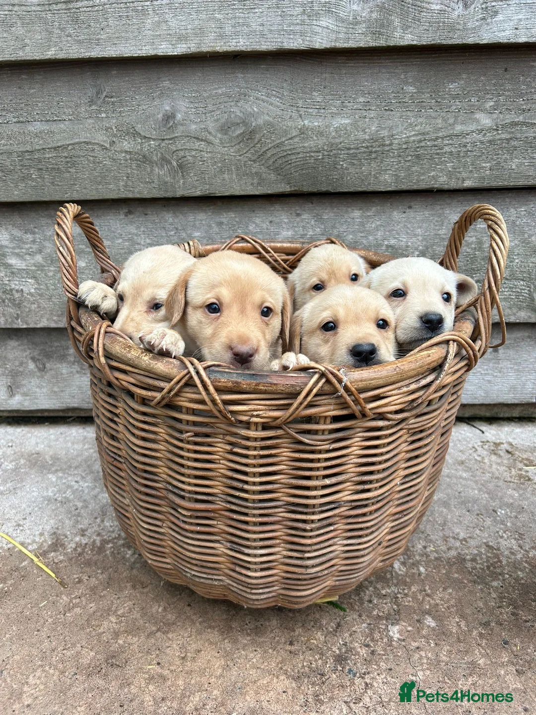 Labrador Retriever dogs for sale: Yellow lab pups  in Bishops Castle - Advert 1