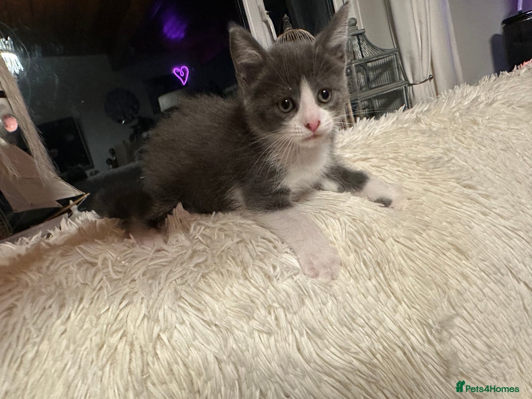 Maine Coon cats for sale: Maine Coon Crosses - Advert 2