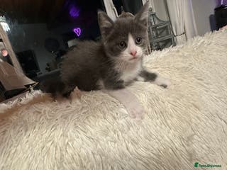 Maine Coon cats Maine Coon Crosses - last 4 remaining - Advert 18