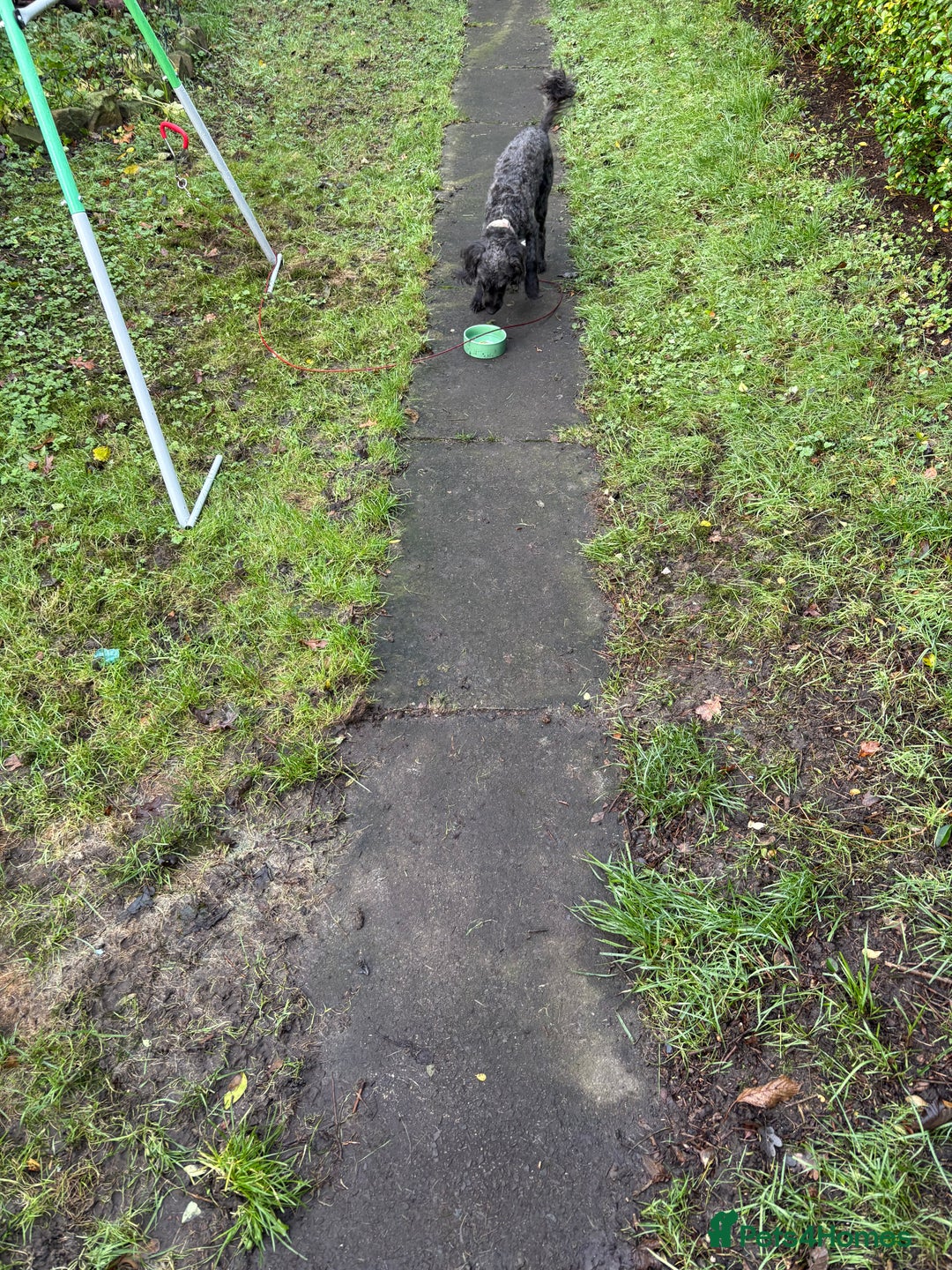 Mixed Breed dogs for sale: Bedlingtonxpoodle 10 months old  - Advert 4