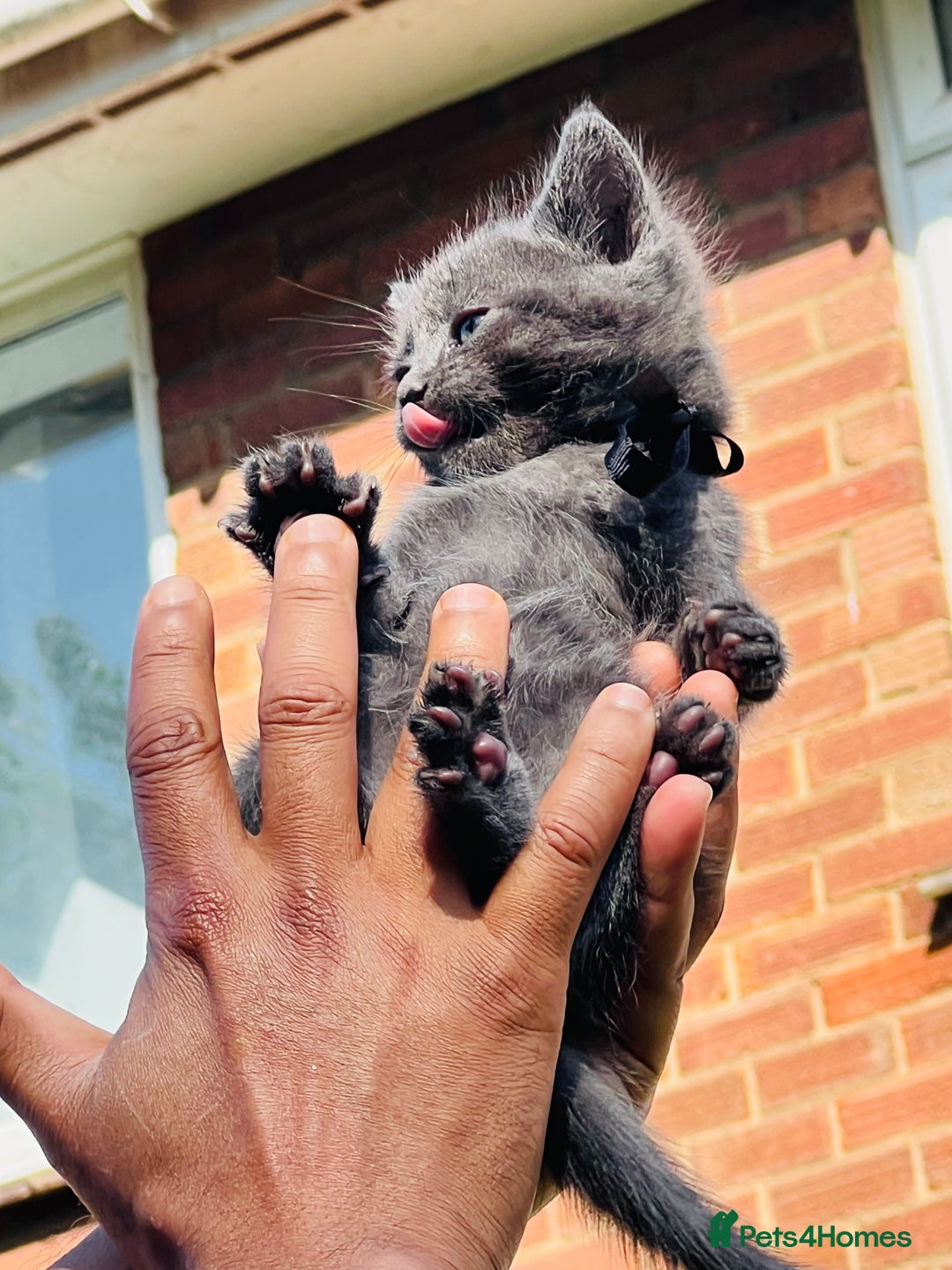 Mixed Breed cats for sale: Four Little Pawsomes Looking for Forever Homes!  - Image 8