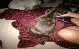 Mixed Breed dogs for sale: Staffy cross - Image 13