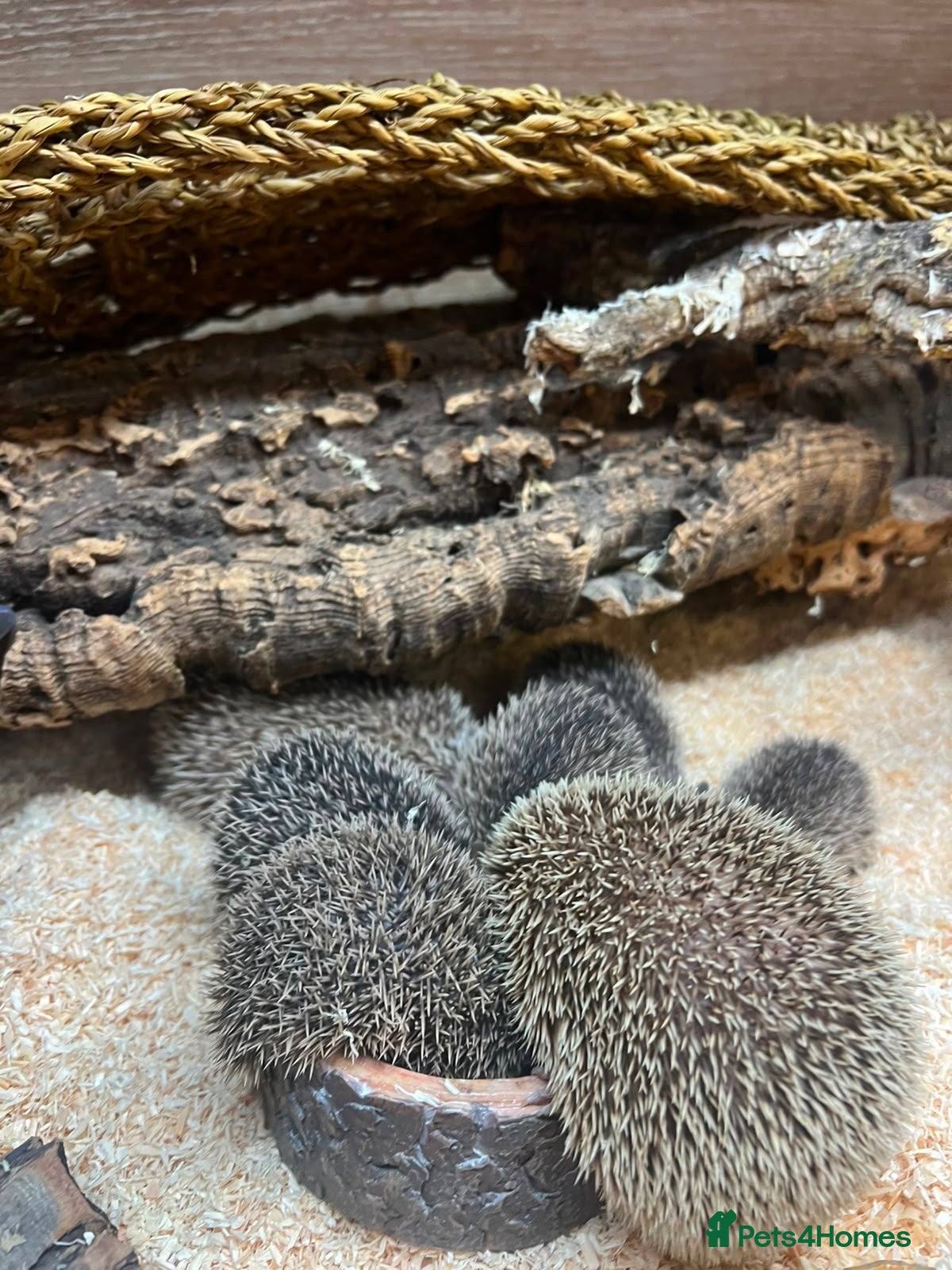 Pygmy Hedgehog rodents 🦔 Lesser Hedgehog Tenrecs 🦔 - Advert 2
