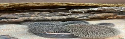 Pygmy Hedgehog rodents for sale: 🦔 Lesser  Tenrecs 🦔 - Advert 4