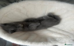British Shorthair cats for sale: Beautiful British short hair kittens  in Manchester - Image 30