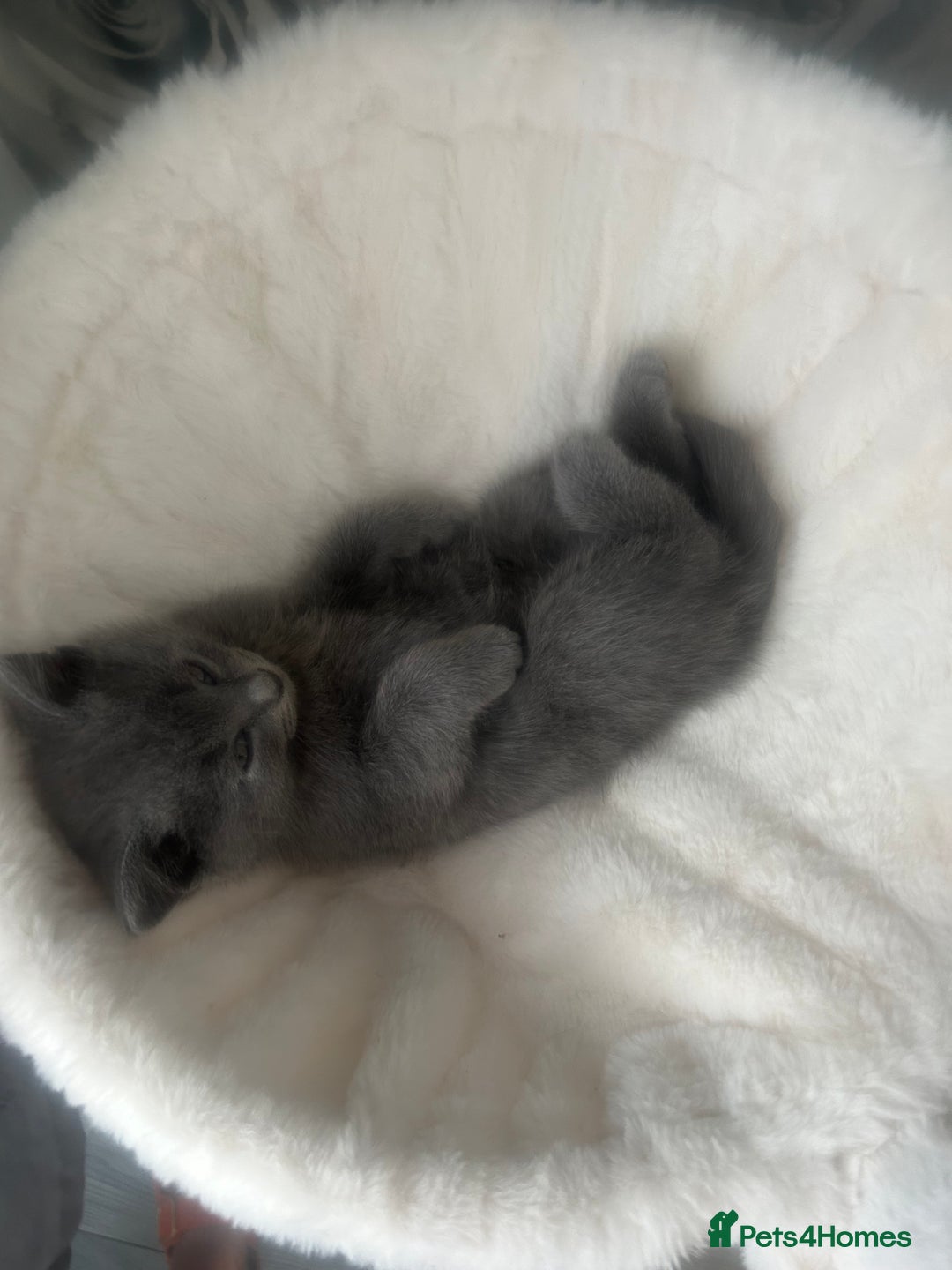 British Shorthair cats for sale: Beautiful British short hair kittens  in Manchester - Image 30