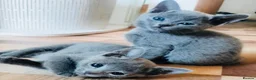 Russian Blue cats for sale: Super Stunning Russian blue kittens ready now in Caldicot - Advert 2