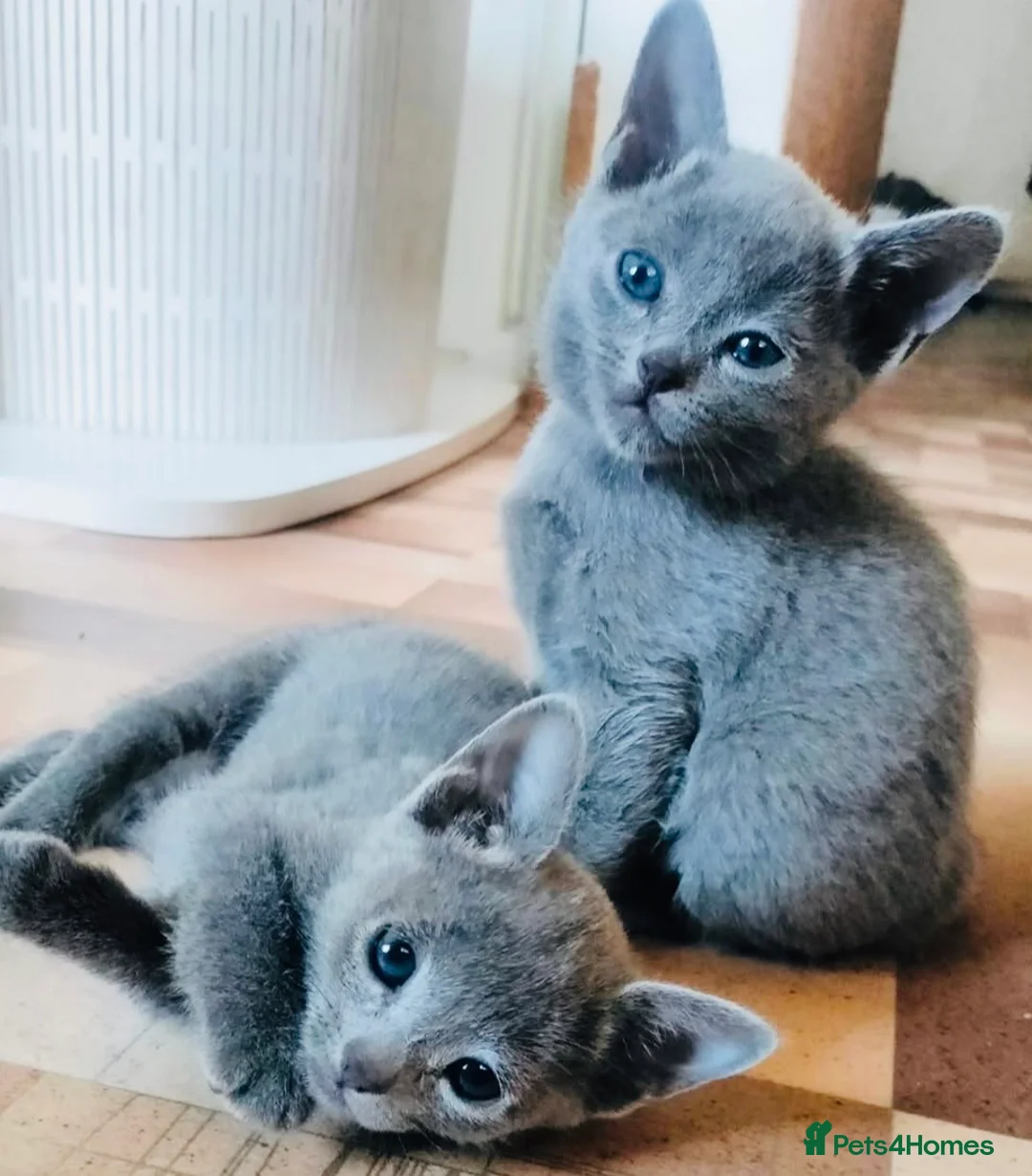 Russian Blue cats for sale: Super Stunning Russian blue kittens ready now in Caldicot - Advert 2