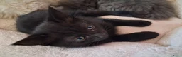 Mixed Breed cats for sale: Black tabby kitten seeking a home in Bristol - Advert 1