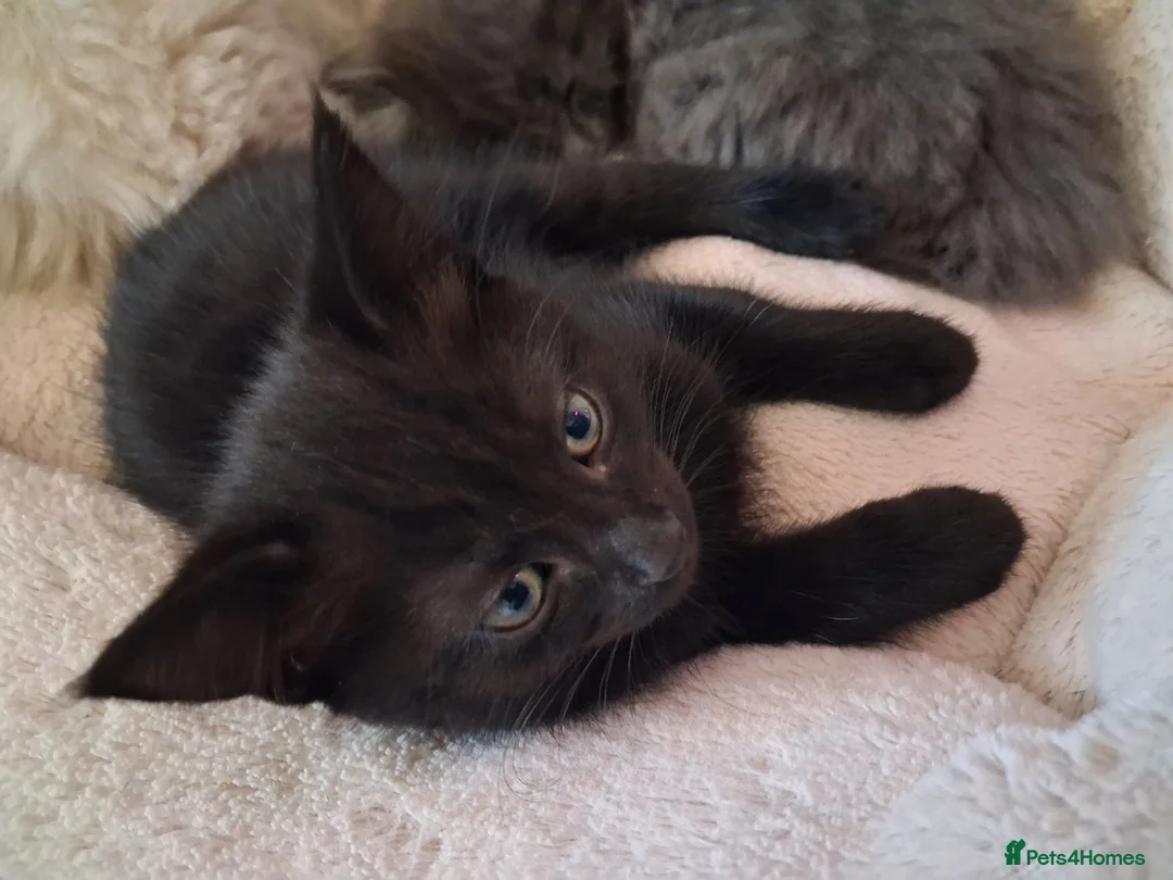 Mixed Breed cats for sale: Black tabby kitten seeking a home in Bristol - Advert 1