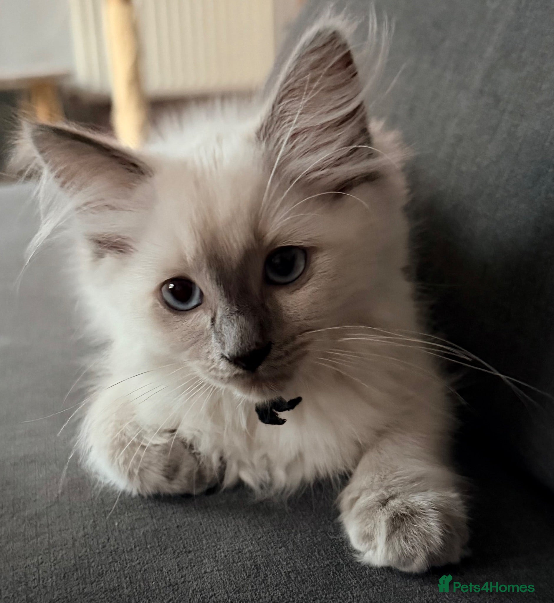 Ragdoll cats  Last one looking forever home, ready to go now  - Advert 18