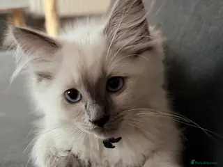 Ragdoll cats Last one looking forever home, ready to go now - Advert 1