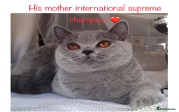 British Shorthair cats for stud: 👑🏆 CHAMPION BRED BLUE BOY FOR STUD 🏆👑 in Derby - Image 5