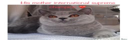 British Shorthair cats for stud: 👑🏆 CHAMPION BRED BLUE BOY FOR STUD 🏆👑 in Derby - Advert 5