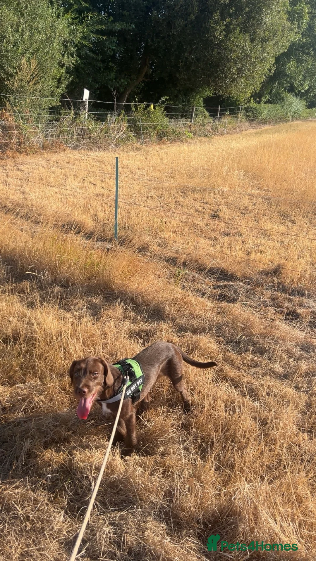 Mixed Breed dogs for sale: Cockapoo x Staffordshire Bull Terrier  in Carterton - Advert 1