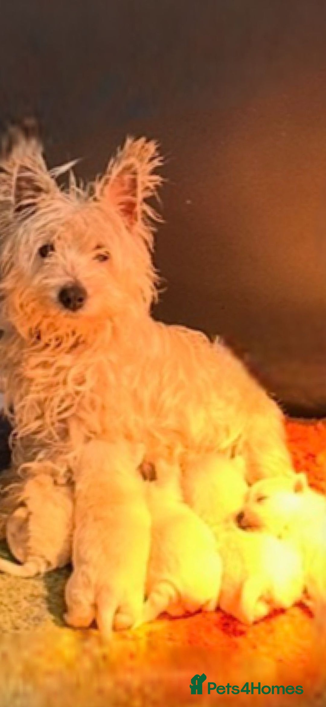 West Highland Terrier dogs for sale: West Highland Terrier Pups - Advert 12