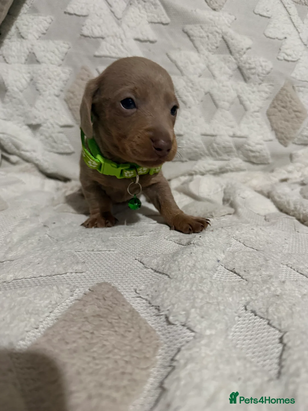 Dachshund dogs for sale: Beautiful dachshund puppies  - Advert 4
