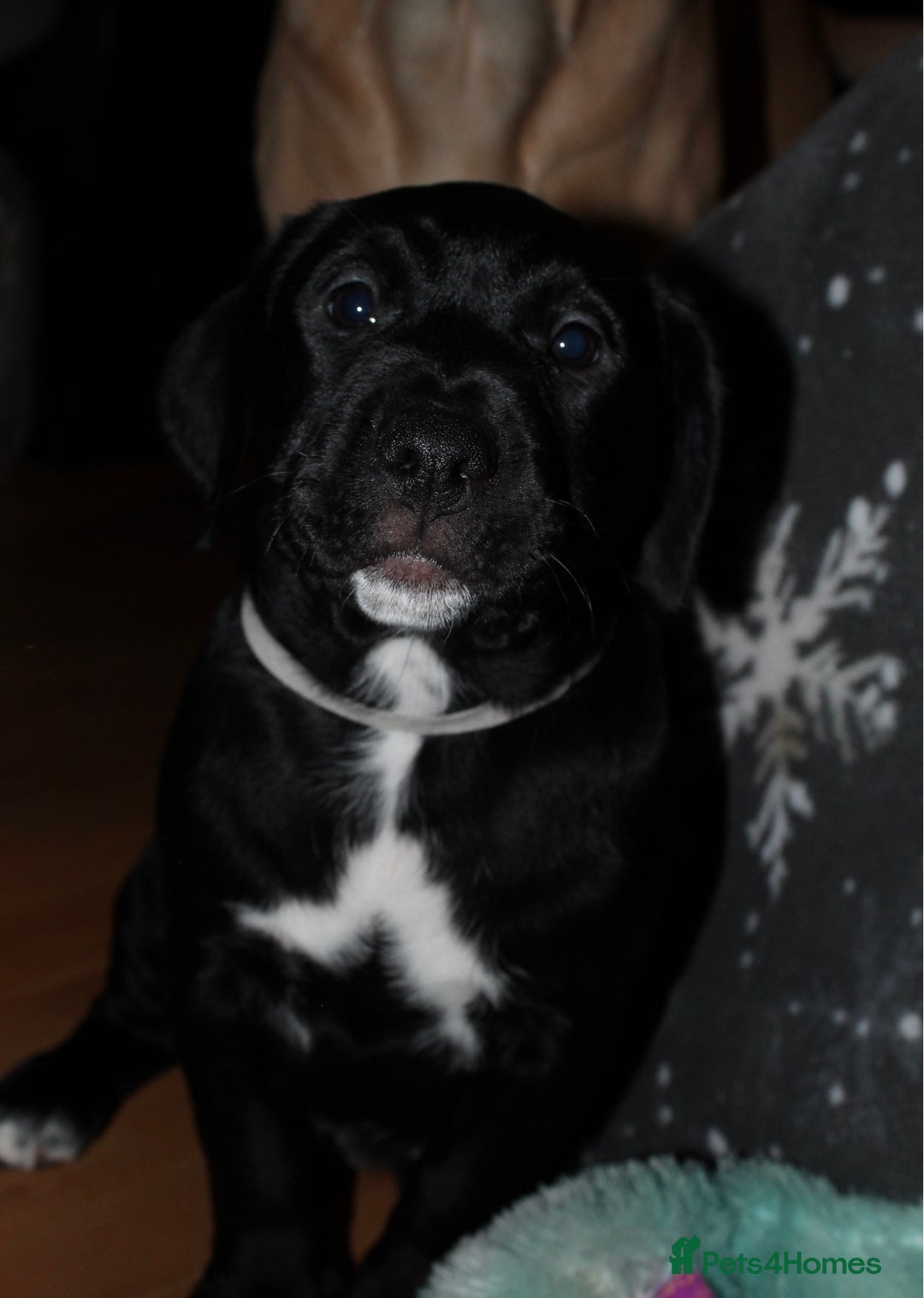 Mixed Breed dogs for sale: Labrador X pups 2 girls left !  - Advert 10