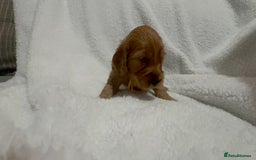 Cocker Spaniel dogs for sale: Show cocker spaniel pups ready 4th November  - Image 6