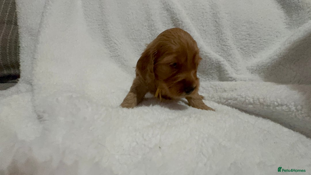 Cocker Spaniel dogs for sale: Show cocker spaniel pups ready 4th November  - Image 6
